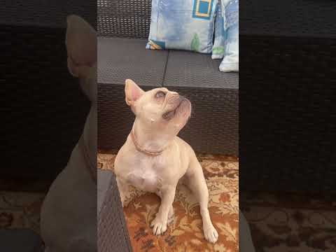 Mucha tse-tse ???? #dog  #frenchie