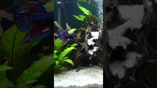 shy blue betta fish covered in white sand #aquascape #nature #cupanghias #fish #bluebettafish