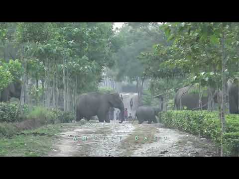 Elephant Movement in North Bengal Tea Garden...