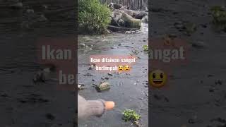Download lagu Taiwan migrant workers harvest fish in the river, abundant fish # migrant workers like to travel mp3