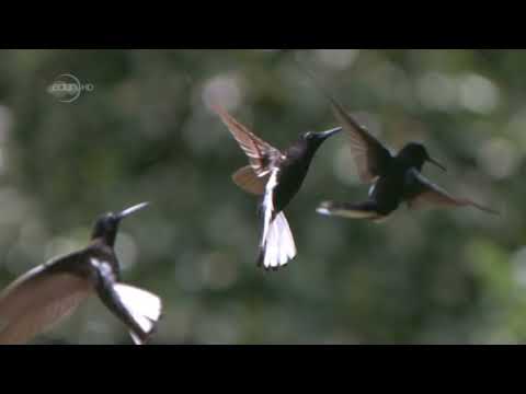 Hummingbirds - Jeweled Messengers