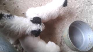 Jack Russell puppies