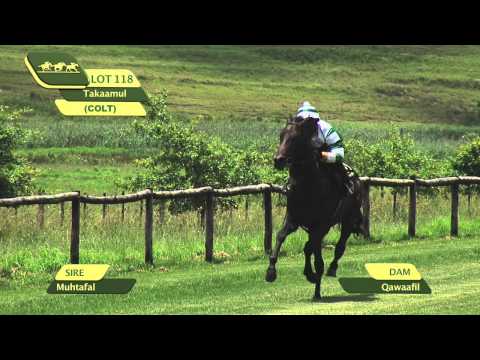 Lot 118 - TAKAAMUL (Muhtafal - Qawaafil)