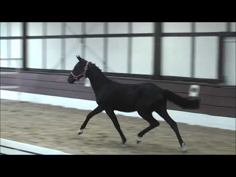 PAV EKATERINA 1j. v. Feuerwerk - Strahlemann ONLINE-AUKTION