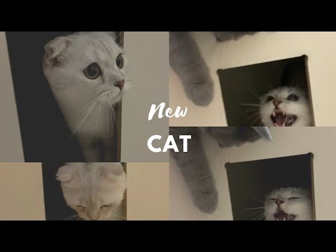 how do cats behave when they see a new cat..Oscar 😱😱