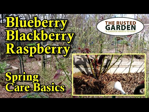Spring Blueberry, Blackberry, and Raspberry Care & Fertilizing Made Easy