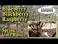 Spring Blueberry Blackberry And Raspberry Care Fertilizing Made Easy