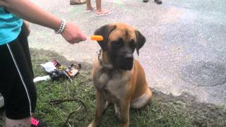 preview picture of video 'English Mastiff Chelsea eats a Popsicle'