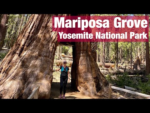 image-What time does Mariposa Grove open?