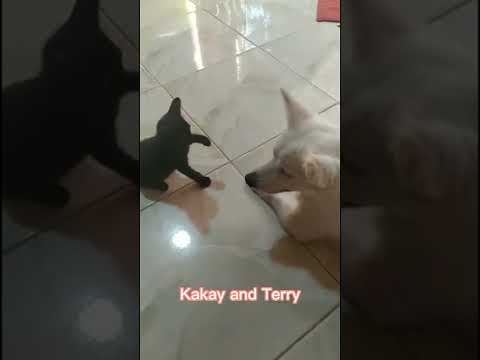 New member of the family meet Terry the black🐱🐱😻😽 Best Friend of Kakay🐶🐶🐶