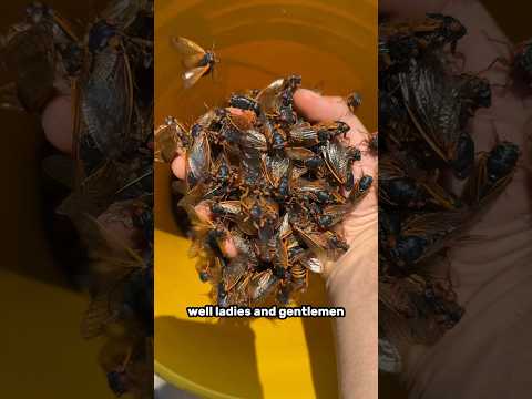 Why do I have a bucket of CICADAS?!