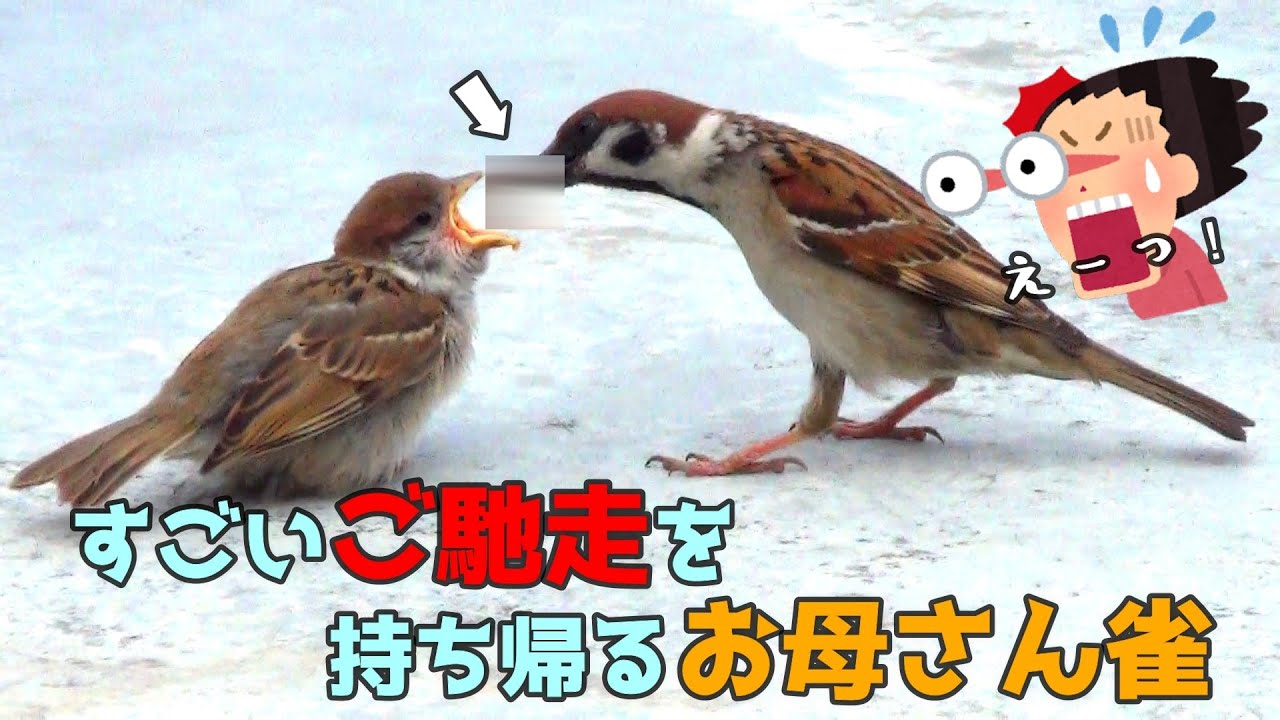 すんごいご馳走を持ち帰る母さん雀