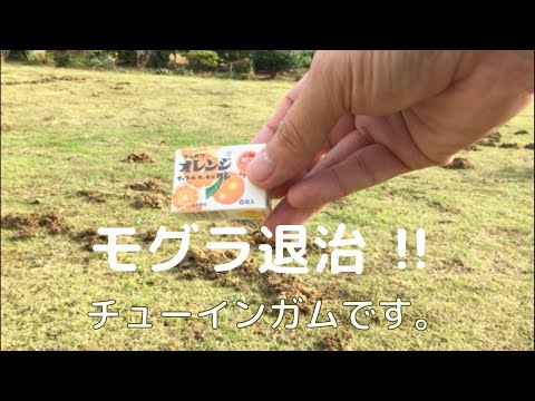 コーヒーの出がらしはモグラを怖がらせるのでしょうか？最も効果的な祖母のレシピ  庭園