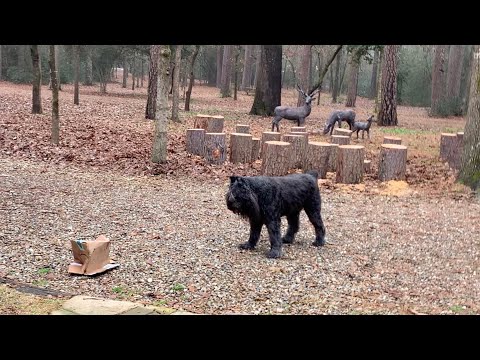 What’s Better Than A Ball? #bouvierdesflandres #bouvier #dogplaying #bigdog #cardboardbox #dogtoys 