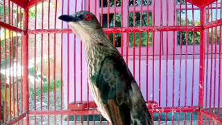 Download lagu pancingan cucak keling ombyokan agar cepat bunyi‼️cucak keling trotol gacor teler mp3