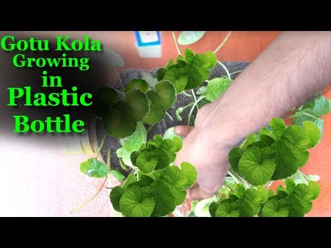 download lagu mp3 mp4 Cola Herb Plant, download lagu Cola Herb Plant gratis, unduh video klip Cola Herb Plant