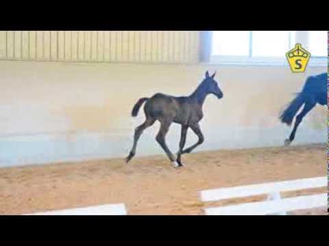 SWB Elitfölauktion 2015 - 15. Dark Dreams e. Benetton Dream - Don Primero