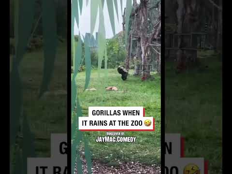 Bro tryna bake a cake 👀😂😂 #funny #gorilla #voiceover #animals