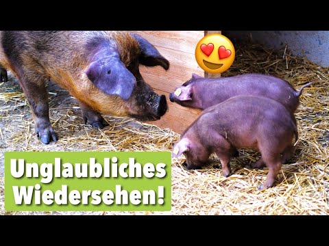 Lisas Rettung: Muttersau trifft ihre Kinder auf Lebenshof wieder