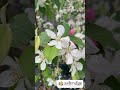April Flowers For Your Garden