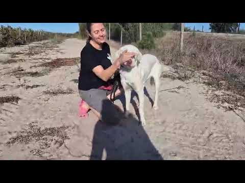 Vídeo de IVY