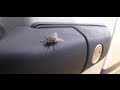How We Roll In Our RV Black Flies And Cooking