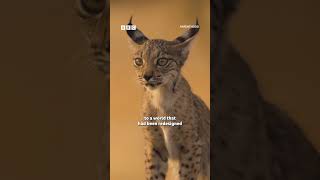 Lynx kittens find refuge on a farm - BBC