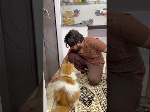 Udhaar ki kahani😂😅😂 #catvideo #comedy #sajidcat #cat #billucat #petlover #catshorts #catcomedy