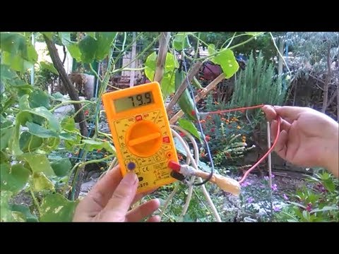 Measuring the energy on 27 different fruits and vegetables with a voltmeter, Everything is Energy Video
