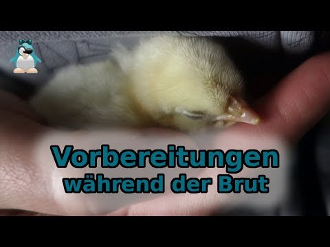 Vorbereitungen während der Brut! 🐣 21 Tage warten auf #Kücken