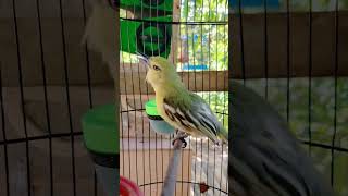 Download lagu Pancingan Cipow agar emosi mp3