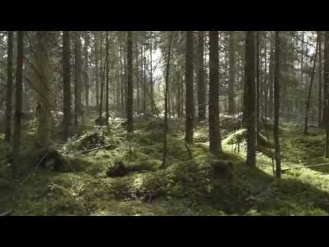 J.S. Bach - Goldberg variations, BWV 988: Aria