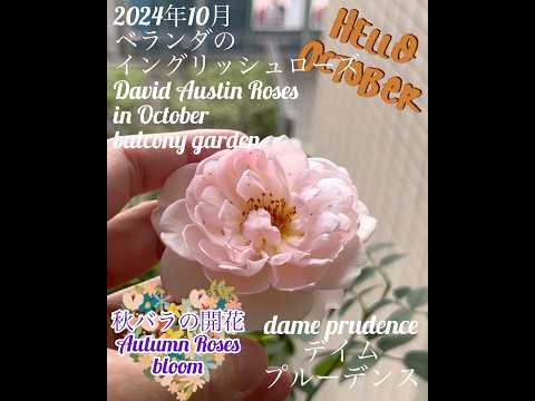 amenagement-balcon-lavande-seau-buis-pensées-graminées-ornement-tapis