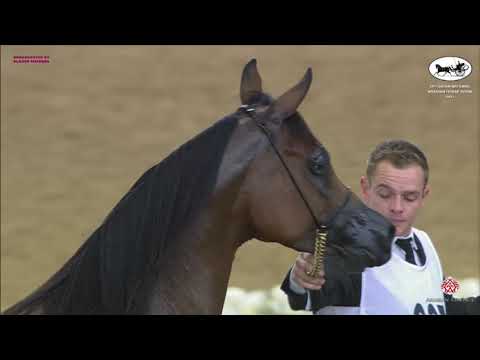 N 307 GHIRAR AL SHAQAB   Qatar National Arabian Horse Championship 2021   Mares 4 6 Years Old Class