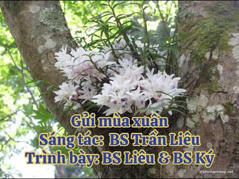 Gửi mùa xuân Sheet - Trần Liêu