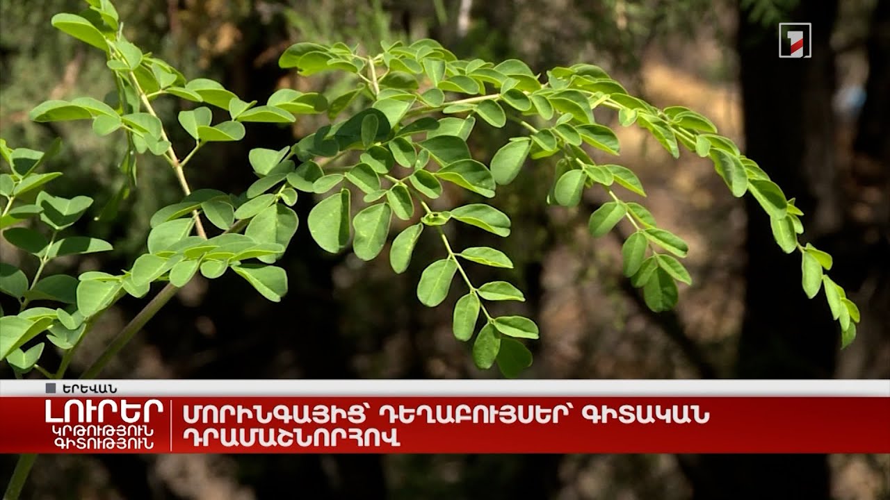 Մորինգայից՝ դեղաբույսեր՝ գիտական դրամաշնորհով