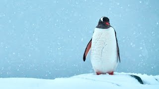 International Antarctic Expedition 2016 Film
