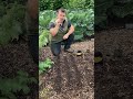 Elephant Garlic Bulbils