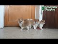 Pomeranian dogs for sale: Fluffy - Video 1