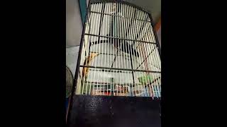 Download lagu kepodang hitam gacor mp3 Download lagu kepodang hitam gacor mp3