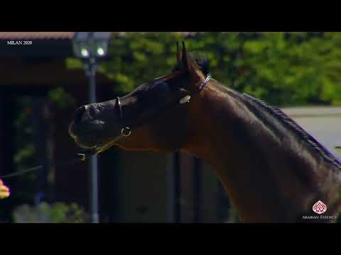 N.19 VICTORIA NUR - Milan 2020 Arabian Horse Show - Fillies 3 Years Old (Class 3)