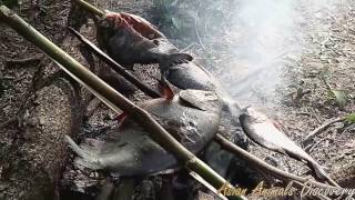 World's Deadliest - Hermit Crab vs. Conch New Videos Love 2016 (Thou Man) World's Deadliest - Hermit Crab vs. Conch New Videos Love 2016 (Thou Man)