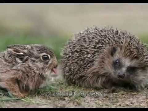 La leporo kaj la erinaco (fablo) – eszperantó, magyar felirattal