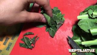 Preparing and storing greens for reptiles