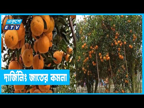ঠাকুরগাঁওয়ে দার্জিলিং জাতের কমলা বাগান