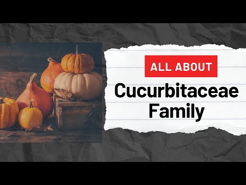 Cucurbitaceae family - classification, importance, description, identification and important plants