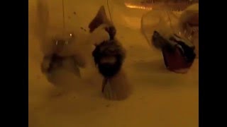 Merry Christmas (Means I Love You) Golden Angel Project