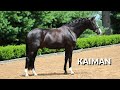 Kaiman's Bloodlines Produce FEI Horses for Pros and Amateurs Alike - 2023