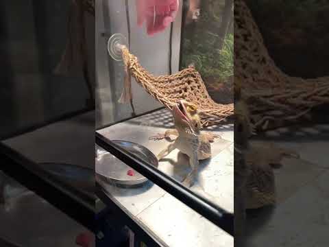What it looks like to feed a bearded dragon in slow mo