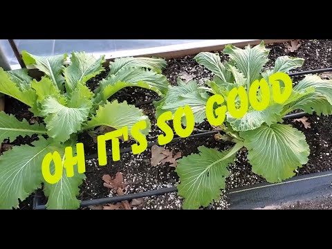 Growing Michihili Chinese Cabbage